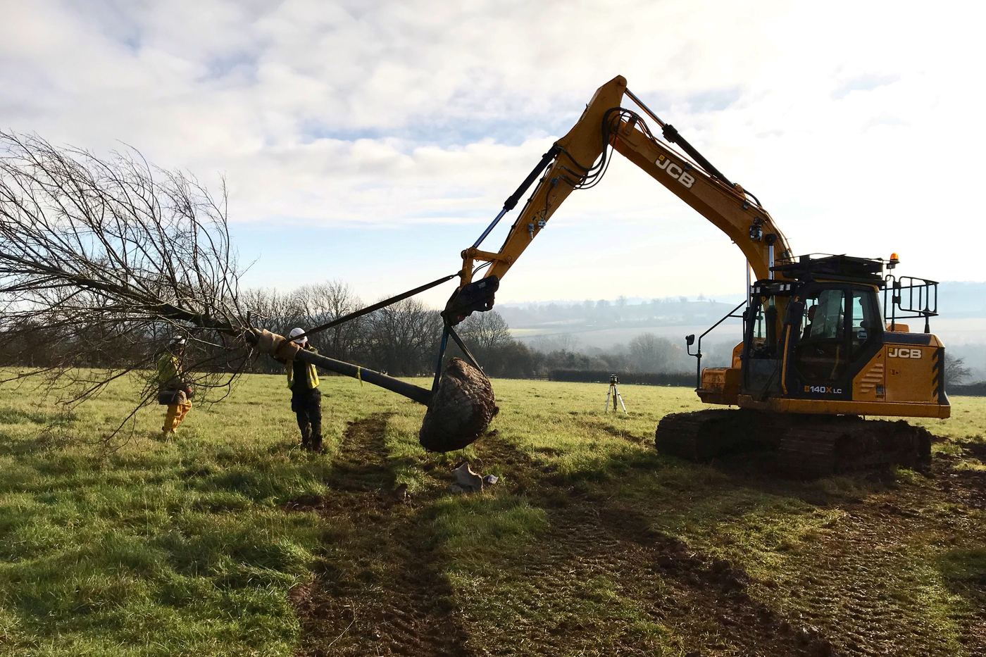 Excavator lifting a semi-mature tree into position with the team guiding it